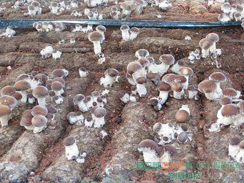 香菇覆土地栽