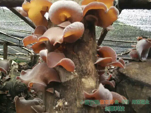 白背木耳椴木傳統(tǒng)栽培