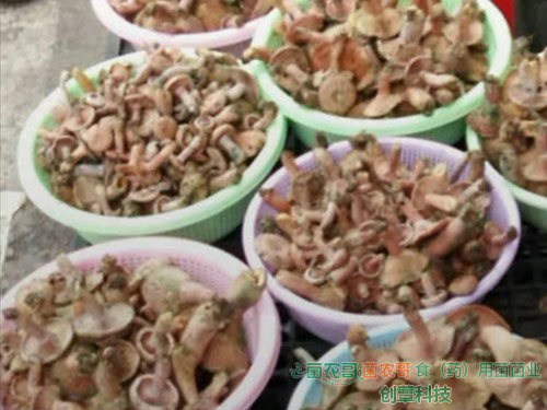 人工種植松乳菇