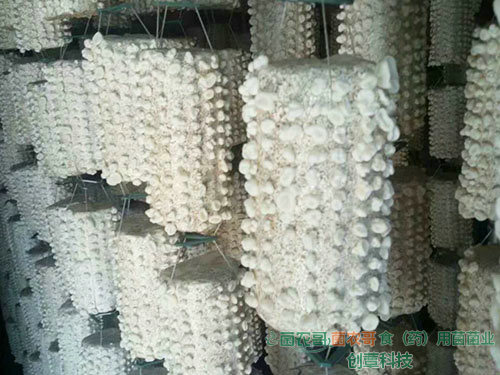 玉木耳吊袋栽培