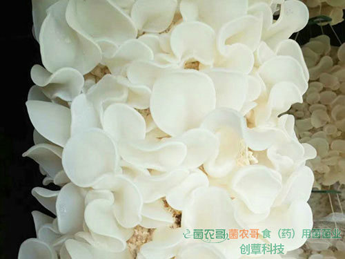 玉木耳吊袋栽培