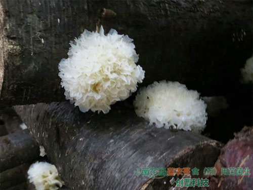 銀耳椴木傳統(tǒng)栽培