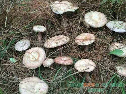 人工種植松乳菇