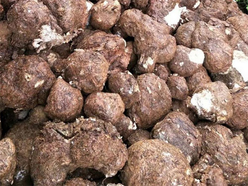 創(chuàng)蕈農(nóng)業(yè)科技董事長(zhǎng)林海清受邀參加茯苓產(chǎn)業(yè)技術(shù)創(chuàng)新戰(zhàn)略聯(lián)盟