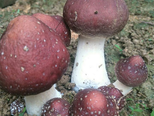 湖南創(chuàng)蕈農(nóng)業(yè)科技有限公司,懷化食用菌種植銷售,懷化羊肚菌種植銷售,懷化赤松茸種植銷售 湖南創(chuàng)蕈農(nóng)業(yè)科技有限公司,懷化食用菌種植銷售,懷化羊肚菌種植銷售,懷化赤松茸種植銷售