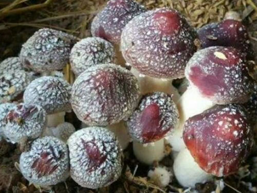 湖南創(chuàng)蕈農(nóng)業(yè)科技有限公司,懷化食用菌種植銷售,懷化羊肚菌種植銷售,懷化赤松茸種植銷售 湖南創(chuàng)蕈農(nóng)業(yè)科技有限公司,懷化食用菌種植銷售,懷化羊肚菌種植銷售,懷化赤松茸種植銷售