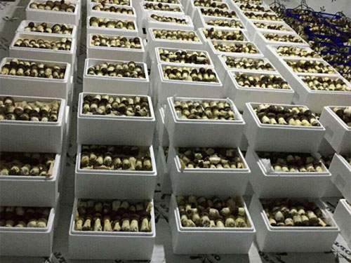 湖南創(chuàng)蕈農(nóng)業(yè)科技有限公司,懷化食用菌種植銷售,懷化羊肚菌種植銷售,懷化赤松茸種植銷售 湖南創(chuàng)蕈農(nóng)業(yè)科技有限公司,懷化食用菌種植銷售,懷化羊肚菌種植銷售,懷化赤松茸種植銷售