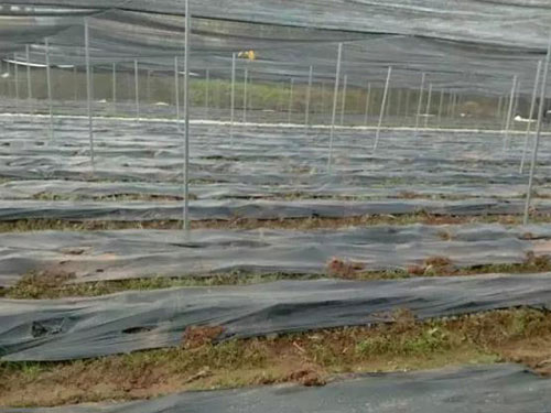 湖南創(chuàng)蕈農(nóng)業(yè)科技有限公司,懷化食用菌種植銷售,懷化羊肚菌種植銷售,懷化赤松茸種植銷售 湖南創(chuàng)蕈農(nóng)業(yè)科技有限公司,懷化食用菌種植銷售,懷化羊肚菌種植銷售,懷化赤松茸種植銷售