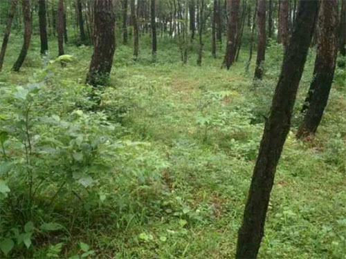 湖南創(chuàng)蕈農(nóng)業(yè)科技有限公司,懷化食用菌種植銷售,懷化羊肚菌種植銷售,懷化赤松茸種植銷售 湖南創(chuàng)蕈農(nóng)業(yè)科技有限公司,懷化食用菌種植銷售,懷化羊肚菌種植銷售,懷化赤松茸種植銷售