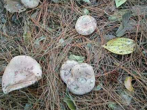 湖南創(chuàng)蕈農(nóng)業(yè)科技有限公司,懷化食用菌種植銷售,懷化羊肚菌種植銷售,懷化赤松茸種植銷售 湖南創(chuàng)蕈農(nóng)業(yè)科技有限公司,懷化食用菌種植銷售,懷化羊肚菌種植銷售,懷化赤松茸種植銷售